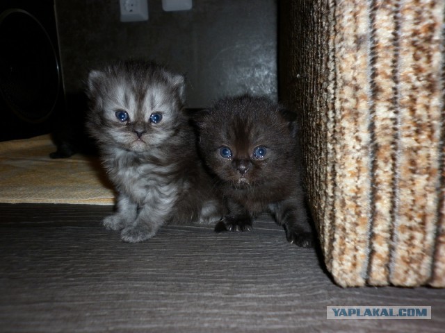 Котовторник 21.10.2014
