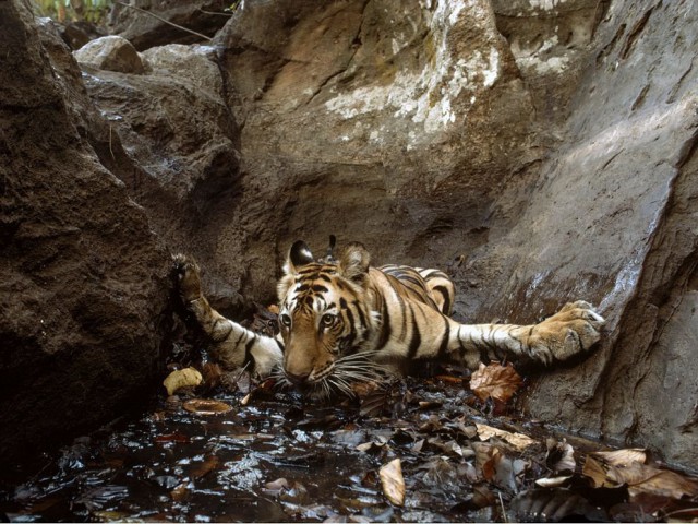National Geographic,избранное...