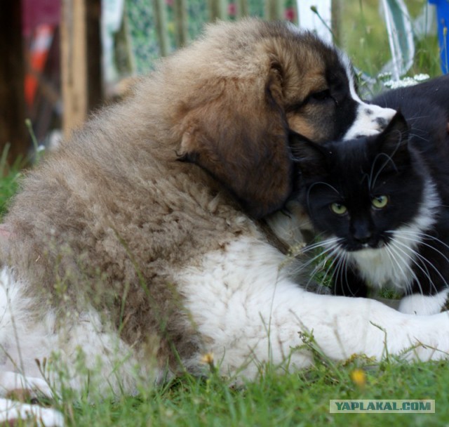 Котовторник 9.12.2014