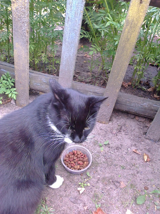 Котовторник
