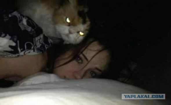 30 признаков, что ваш кот, возможно, планирует