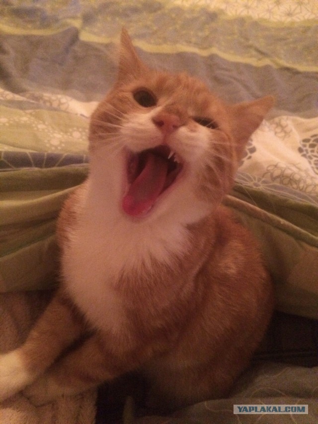 Котовторник 31.03.2015