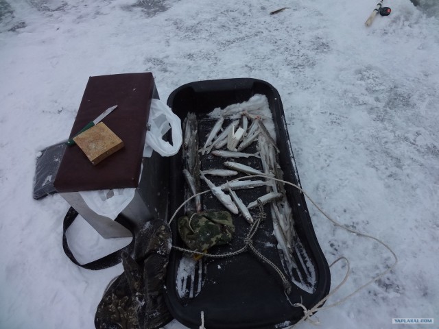 Корюшка зовет! Охота на рыбу-огурец