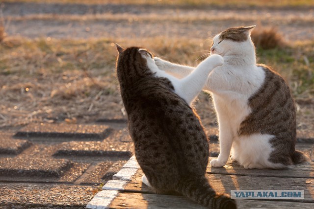 Котовторник 25.08.2015