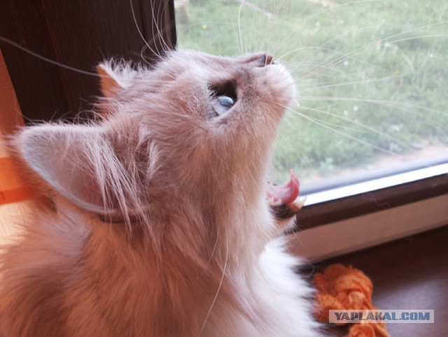 Котовторник 15.12.2015