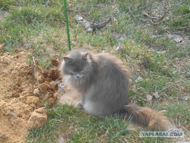 Жизнь домашнего приюта для котеек 108