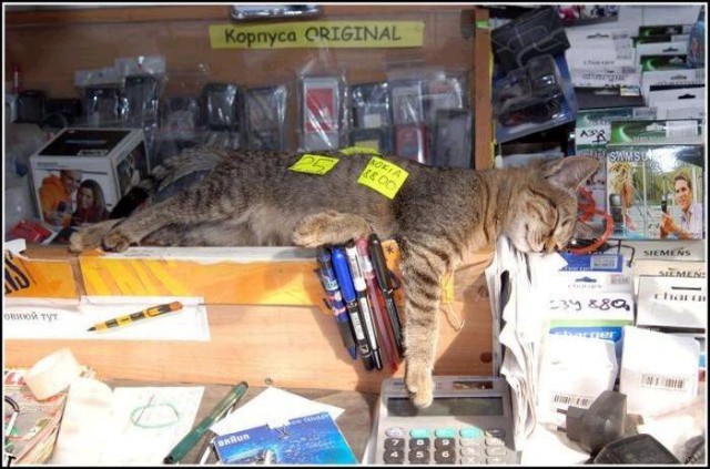 Коты из сети