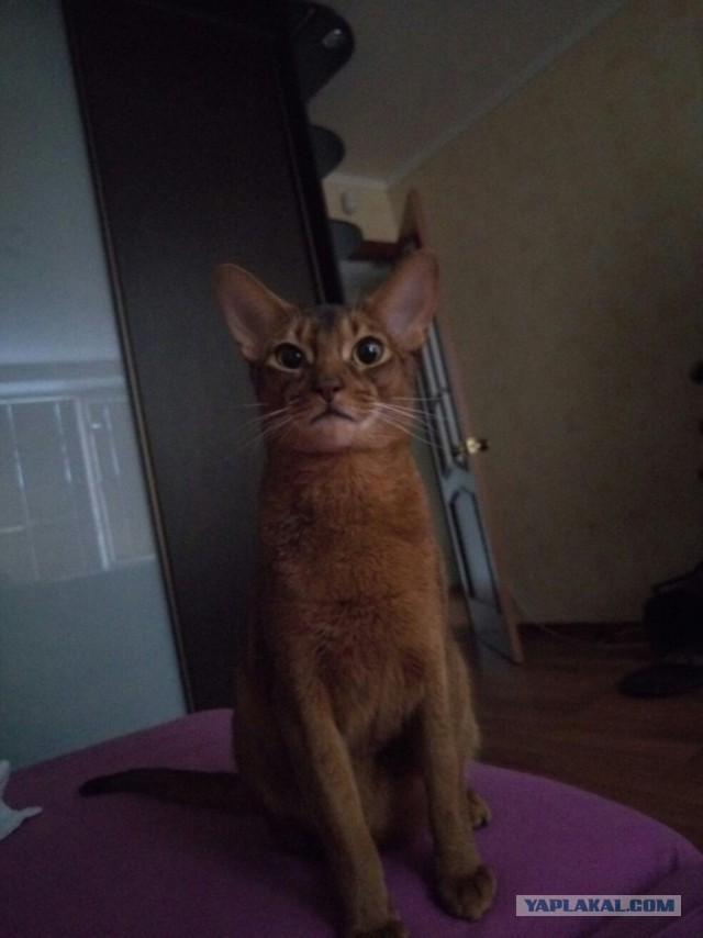 19 шикарных кошек, которые стоят целое состояние