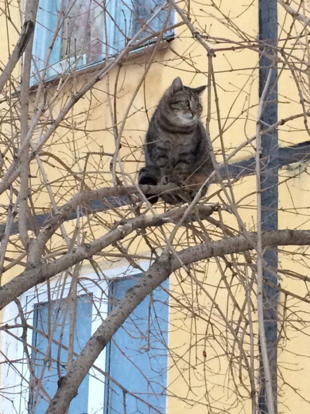 Коты и Кошки