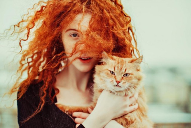 Коты и Кошки