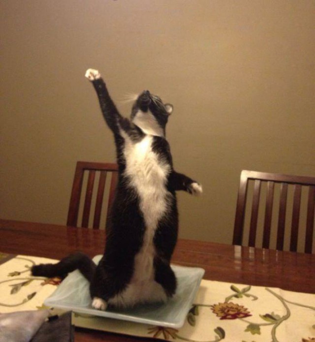 Коты и Кошки