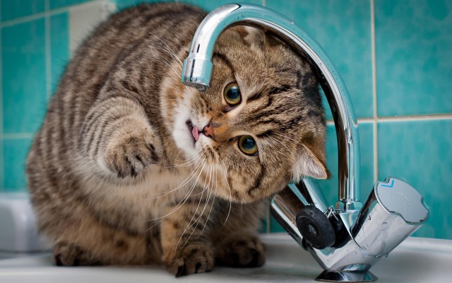 Коты и Кошки