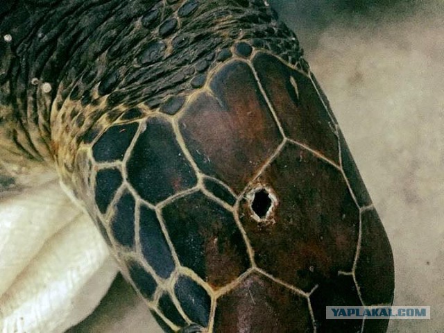 Жителю Владивостока грозит 20 лет тюрьмы за убийство черепахи на Филиппинах.