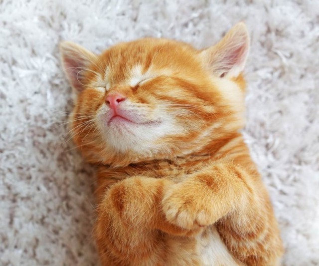 Коты и Кошки