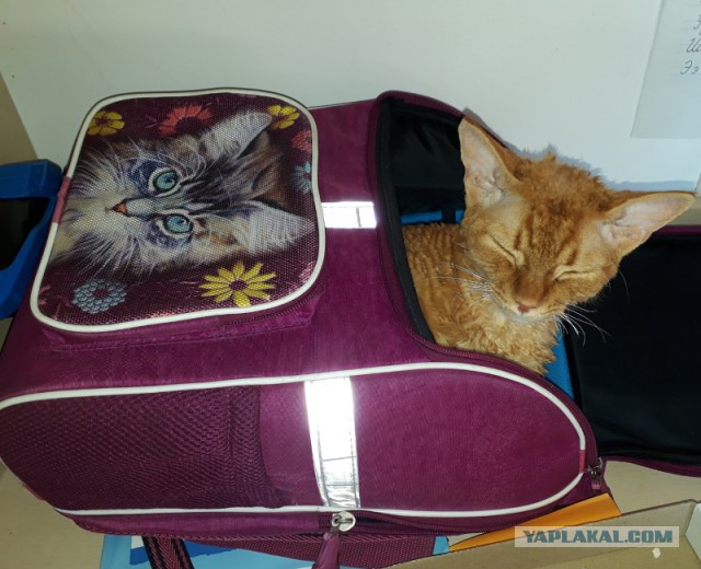 Котята моей кошки (коротенькое видео).