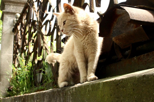 Коты и Кошки