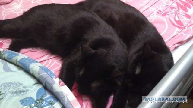 Котовторник  05.12.2017