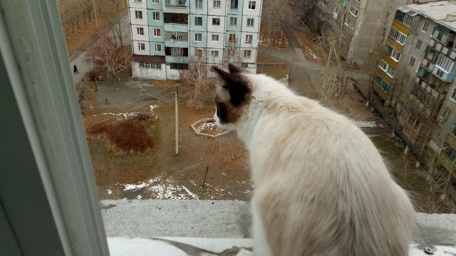 Котовторник 9.01.2018