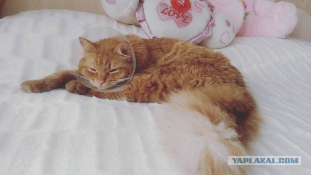 Котовторник 20.02.18