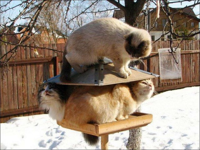 Прикольных котов пост