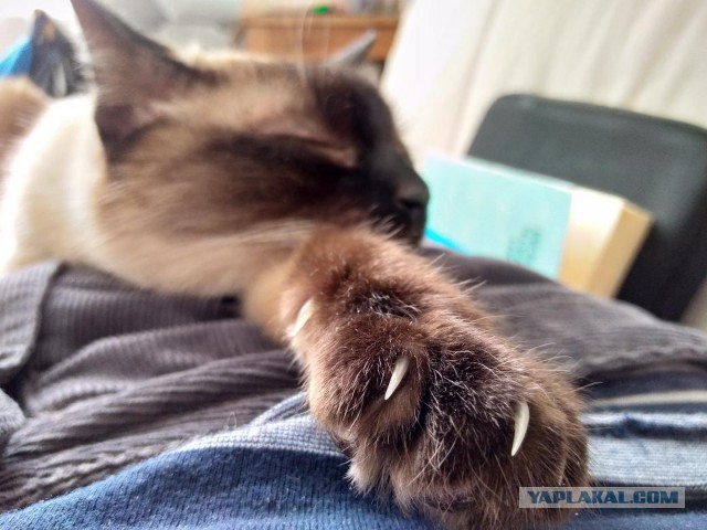 Котовторник 13.03.2018