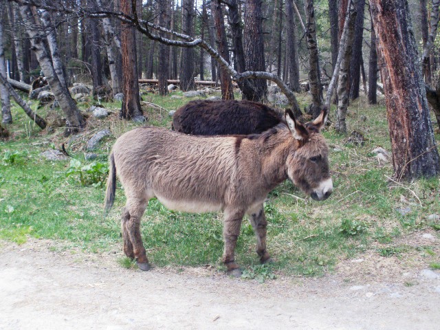 Живность из сети