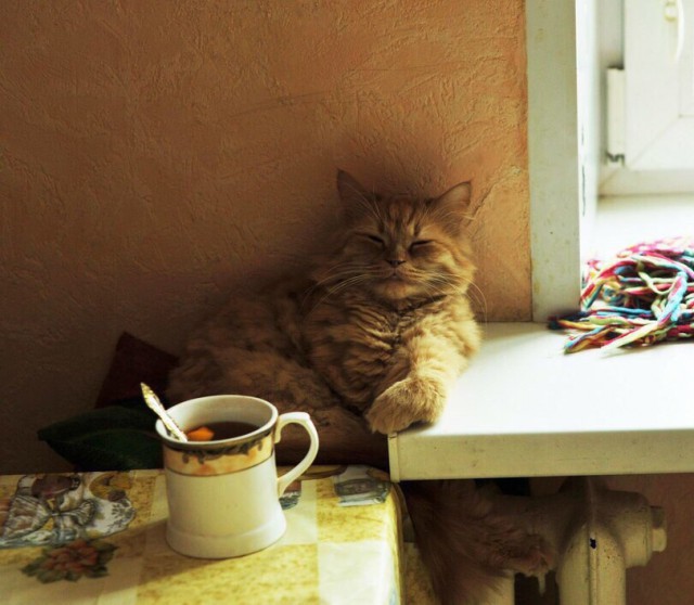 Прикольных котов пост