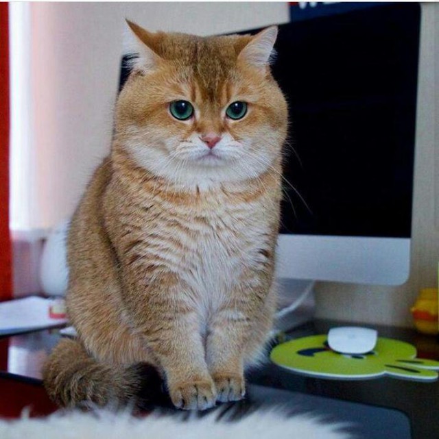 Прикольных котов пост