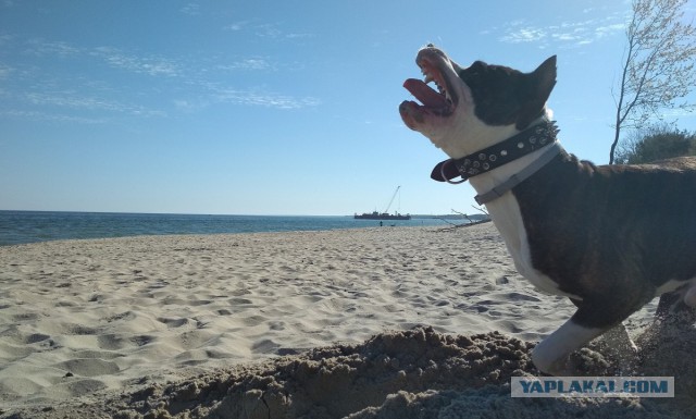 Жили-были той и стаф…