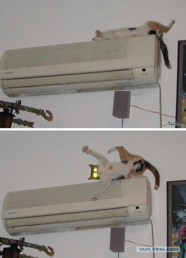 Котовторник 05.06.2018
