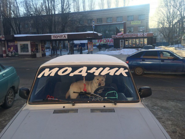 Живность из сети