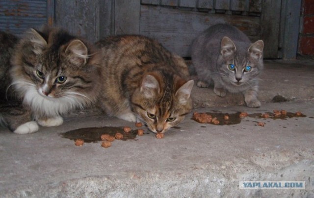 Последний Котовторник... октября :)