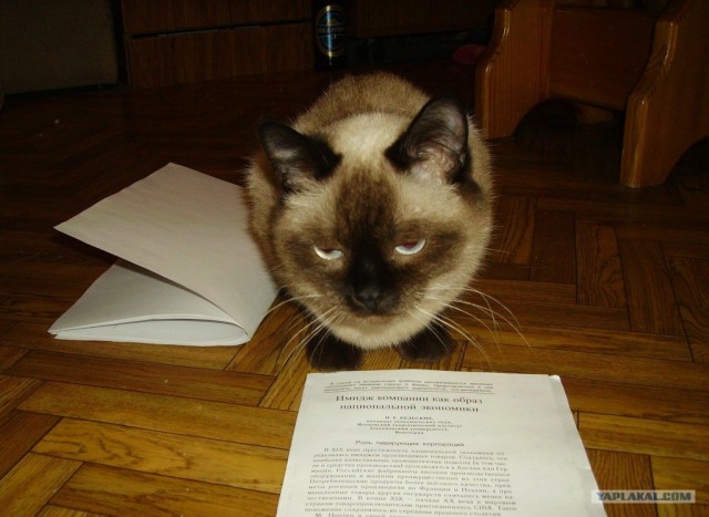 Котовторник 1.02.2011