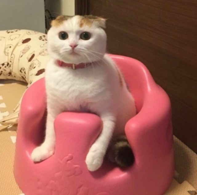 Прикольных котов пост