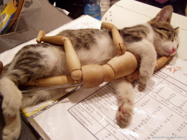 Котейкин вторник! Космический 12.04!