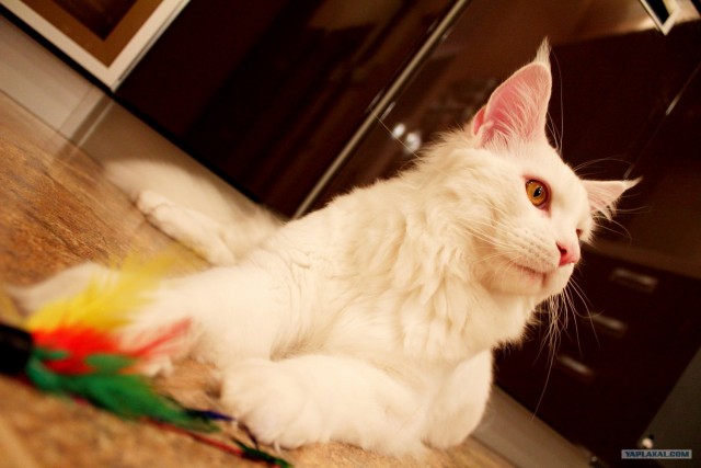 Сонный Котовторник