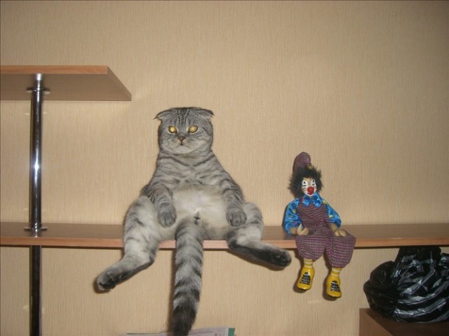 Котовторник!