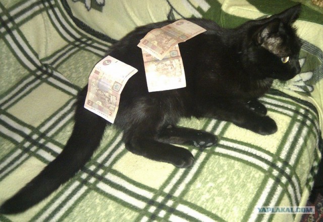 Котовторник 20.12.2011
