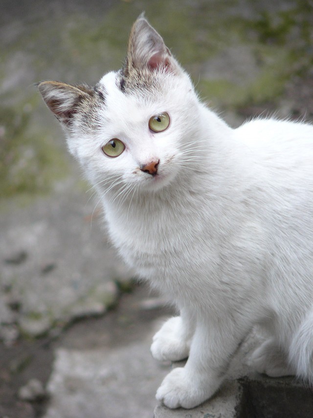 Котовторник 27.03.2012