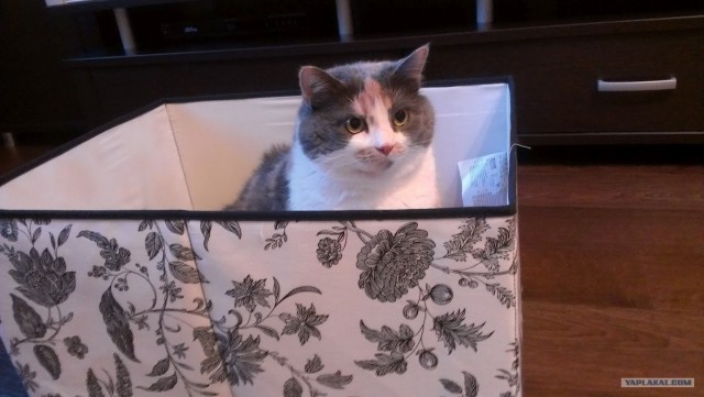 Котовторник  19.06.2012
