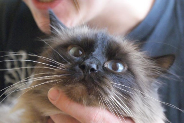 Котовторник 03 07 2012