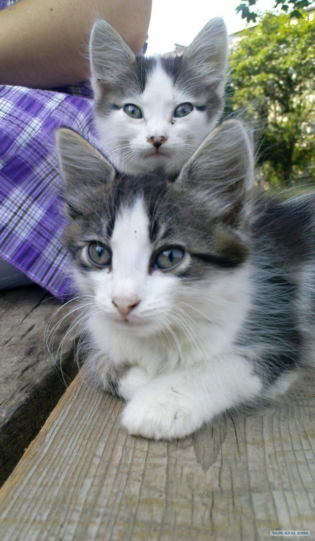 Котонянька и котовторник