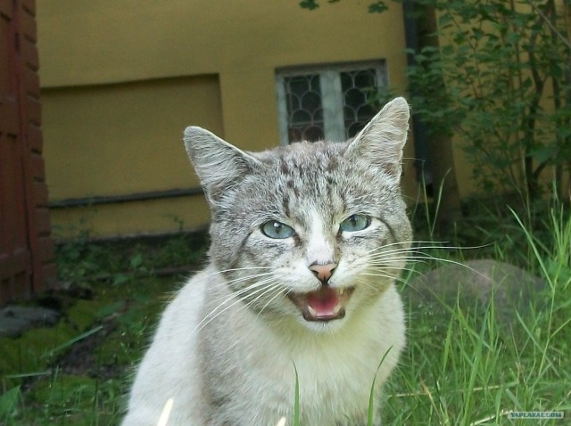 Котовторник ( 23.10. 2012. )