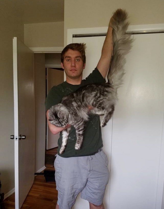 Прикольных котов пост