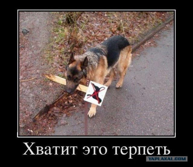 Собакам запретили появляться в общественных местах