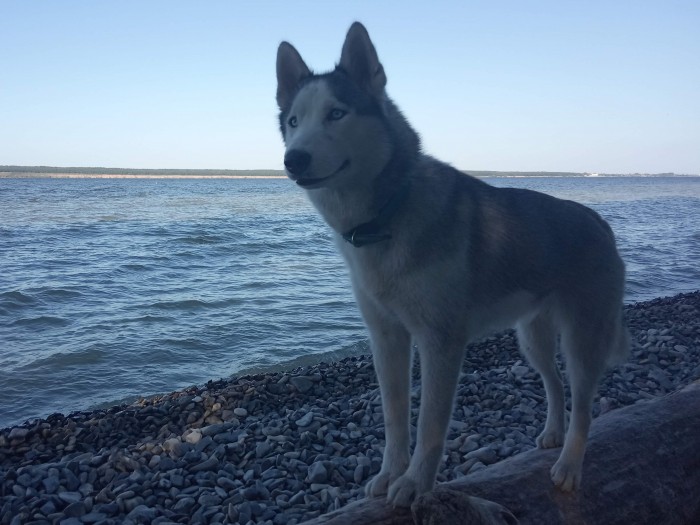 Собакочетверг. Нам сегодня 7 лет!
