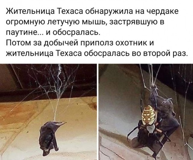 Гигантские азиатские шершни-убийцы добрались до США
