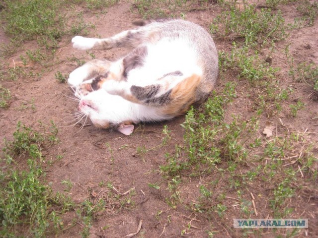 Жизнь домашнего приюта для котеек 305