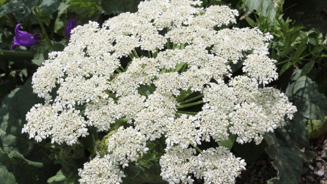 Борщевик Сосновского: откуда он взялся и как с ним бороться