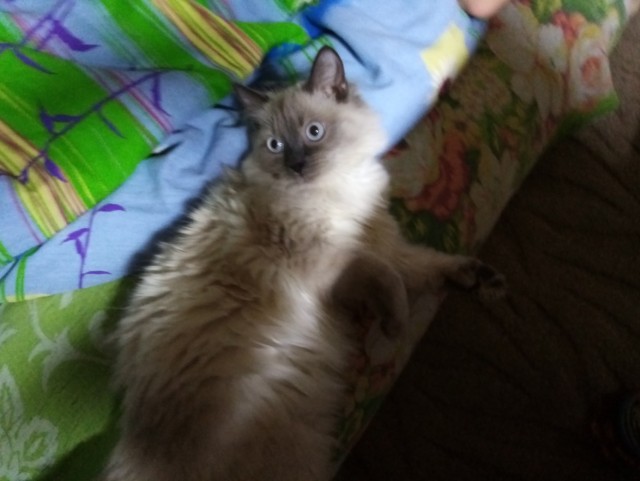 Глазки отдохните: подборка живности всякой